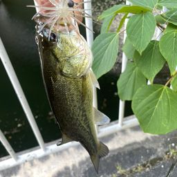 ブラックバス