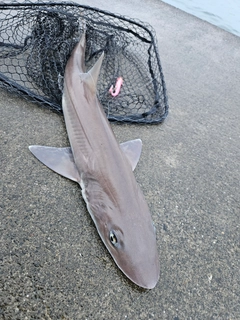 サメの釣果