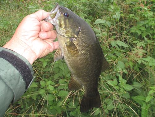スモールマウスバスの釣果