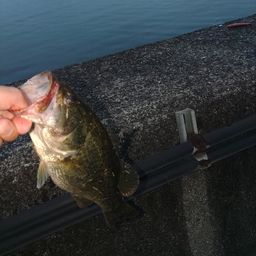 ブラックバス