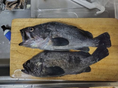 クロソイの釣果