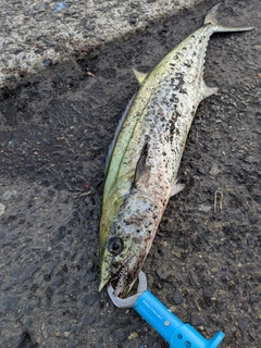 サゴシの釣果
