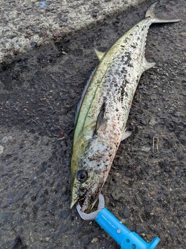 サゴシの釣果