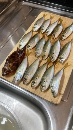 アジの釣果