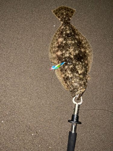 ヒラメの釣果