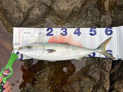 ワラサの釣果