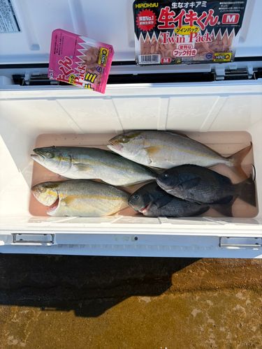 グレの釣果