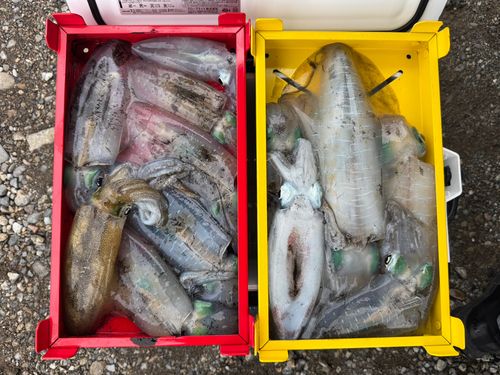 アオリイカの釣果