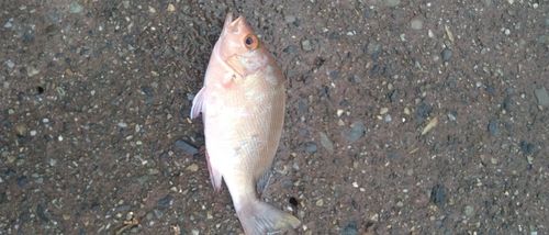 オニオコゼの釣果