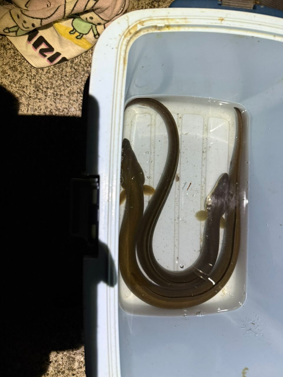 ウナギ