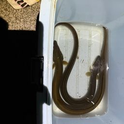 ウナギ