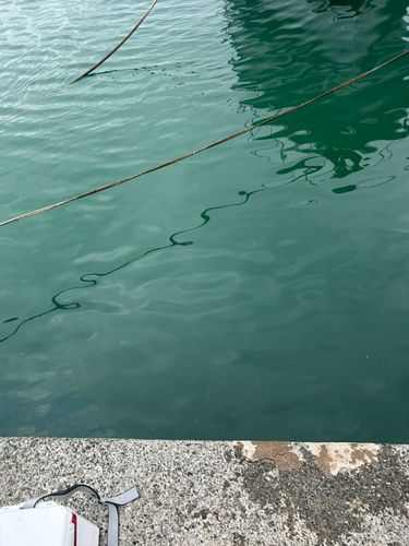 小浜港（福井）