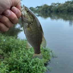 スモールマウスバス