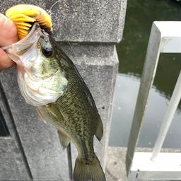 ブラックバス