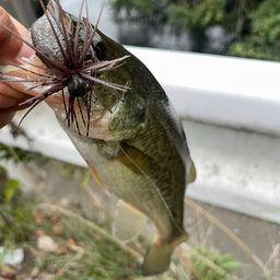 ブラックバス