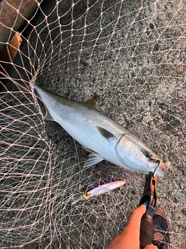 フクラギの釣果