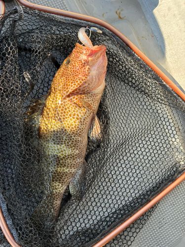 オオモンハタの釣果