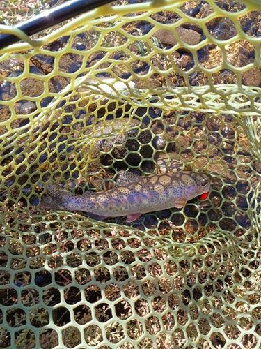 ニジマスの釣果