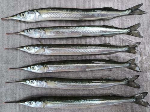 サヨリの釣果