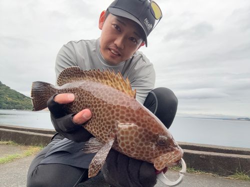 オオモンハタの釣果