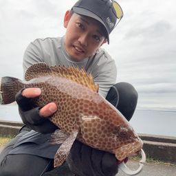 オオモンハタ