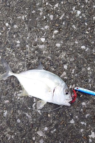メッキの釣果