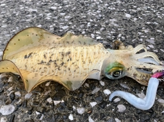 イカの釣果