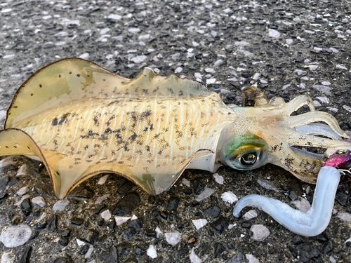イカの釣果