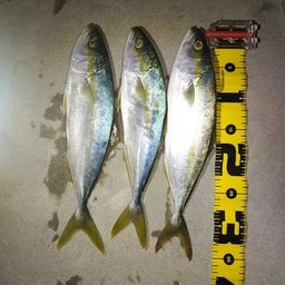 ツバス