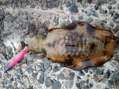 アオリイカの釣果