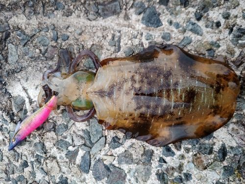 アオリイカの釣果