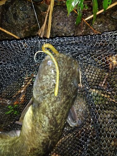 ナマズの釣果