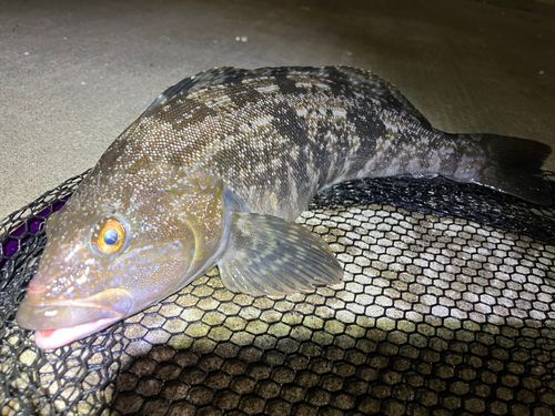 アイナメの釣果