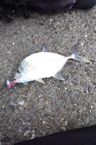 メッキの釣果