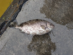 アイゴの釣果