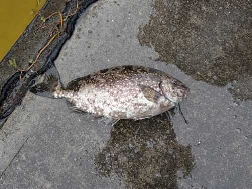 アイゴの釣果