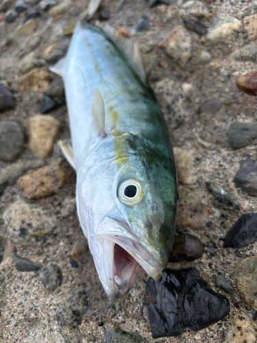 ツバイソの釣果