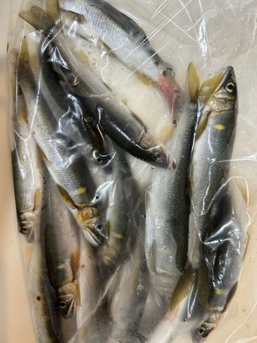 アユの釣果