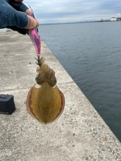 コウイカの釣果