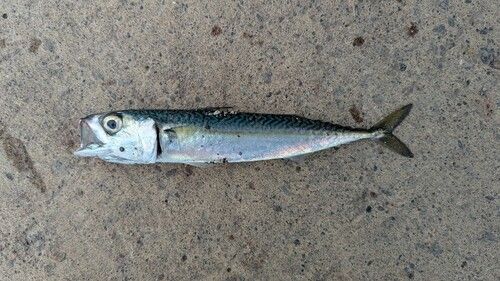 サバの釣果