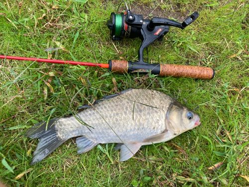 マブナの釣果
