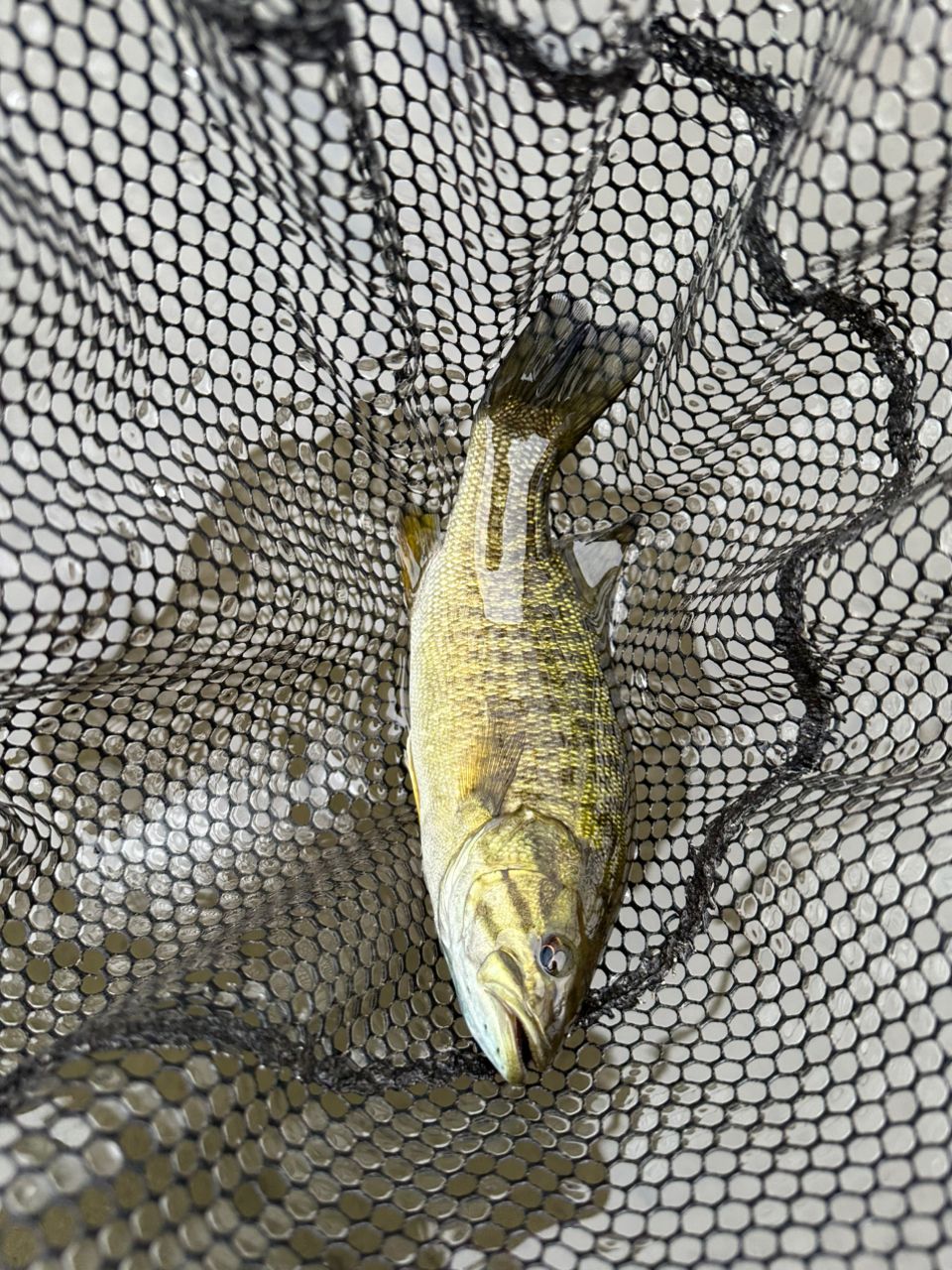 スモールマウスバス