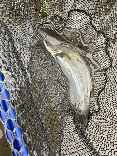 アメリカンキャットフィッシュの釣果