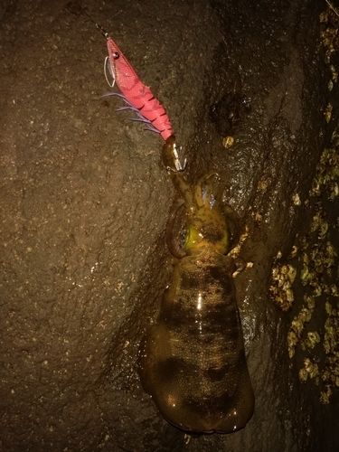 アオリイカの釣果