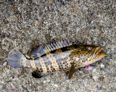 チャイロマルハタの釣果