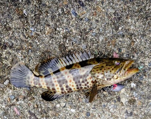チャイロマルハタの釣果
