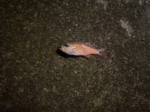 ネンブツダイの釣果