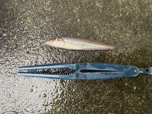 シロギスの釣果