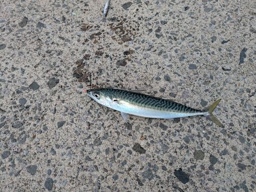 サバの釣果