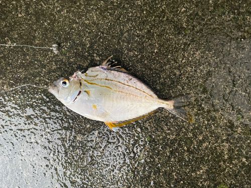 ヒイラギの釣果